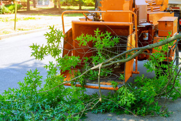 Best Hazardous Tree Removal  in West Portsmouth, OH