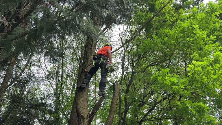 Best Commercial Tree Services  in West Portsmouth, OH