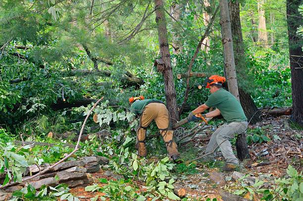 Best Fruit Tree Pruning  in West Portsmouth, OH